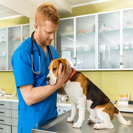Dr nehru dog clinic clearance